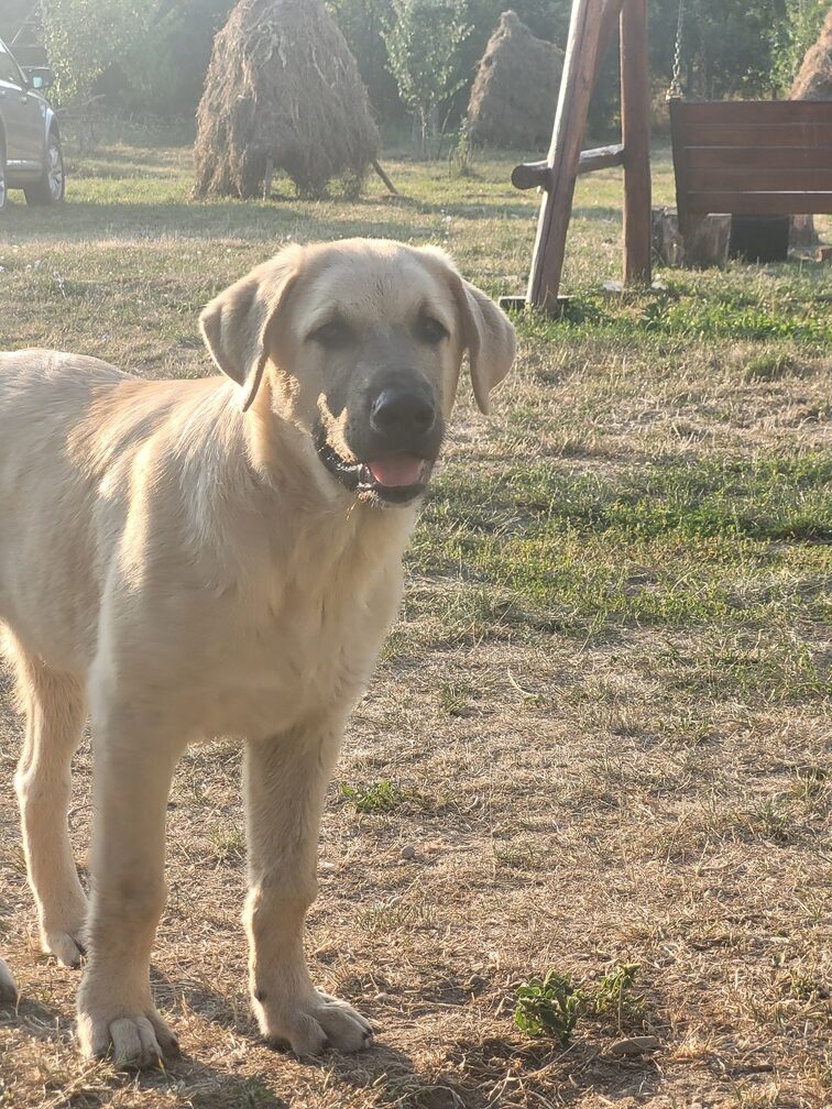 Gata cu hrana animalelor sălbatice!